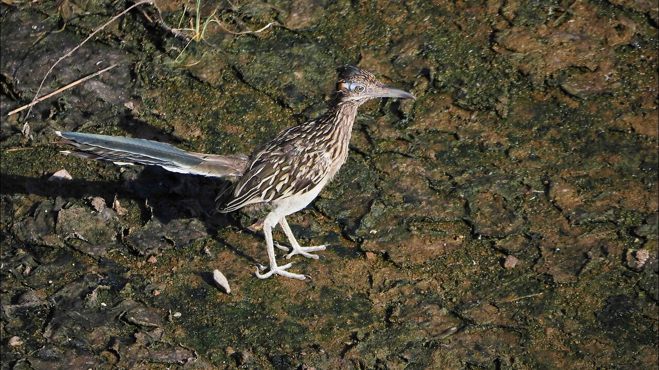 Greater Roadrunner Hunting