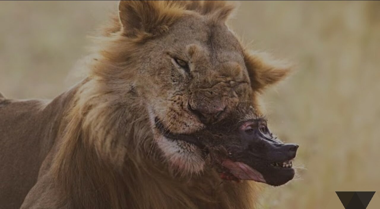 Baboons dying in a lion jaw