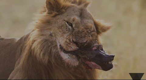 Baboons dying in a lion jaw