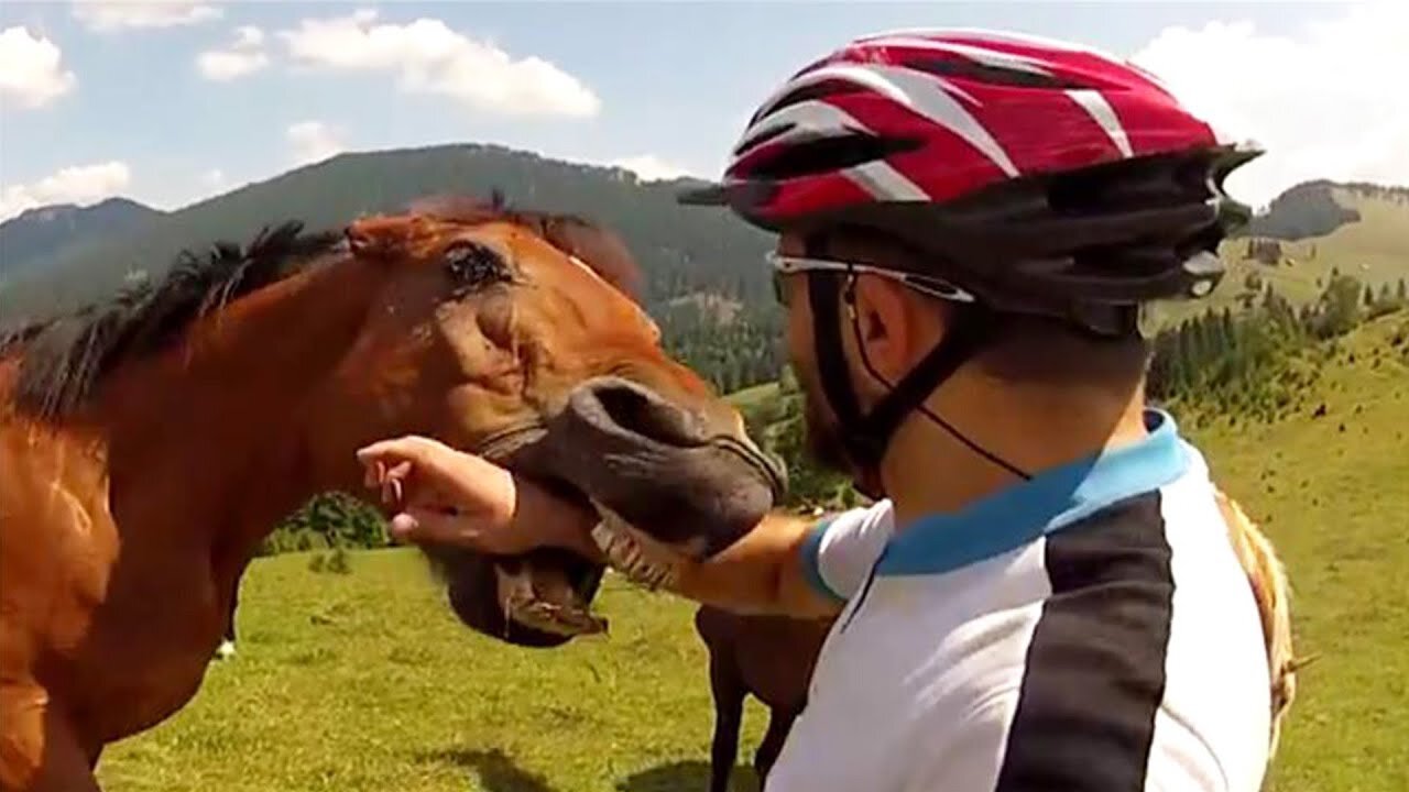 Animal Encounters But They Get Crazier! 🐴 Funny Videos