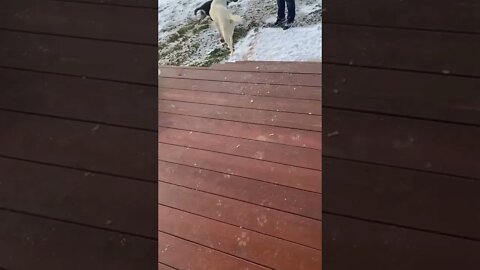 Ozzy trying to show foster pup how to climb stairs!