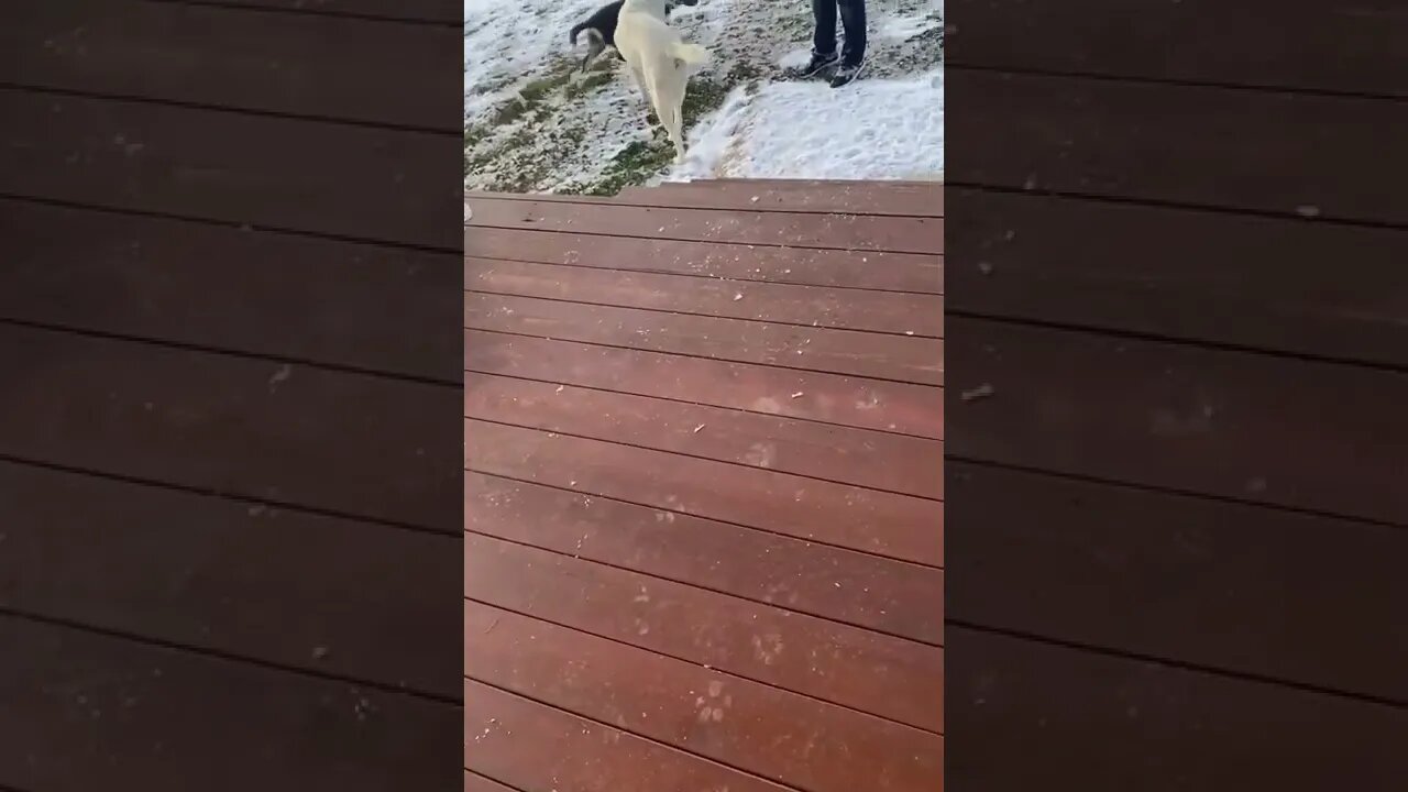Ozzy trying to show foster pup how to climb stairs!