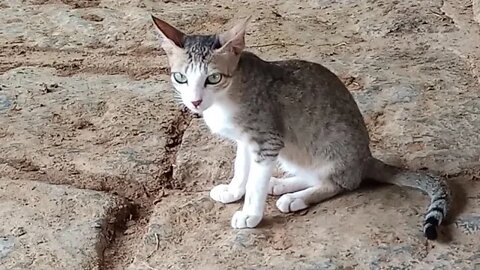 Breakfast time for cats 🐱😍