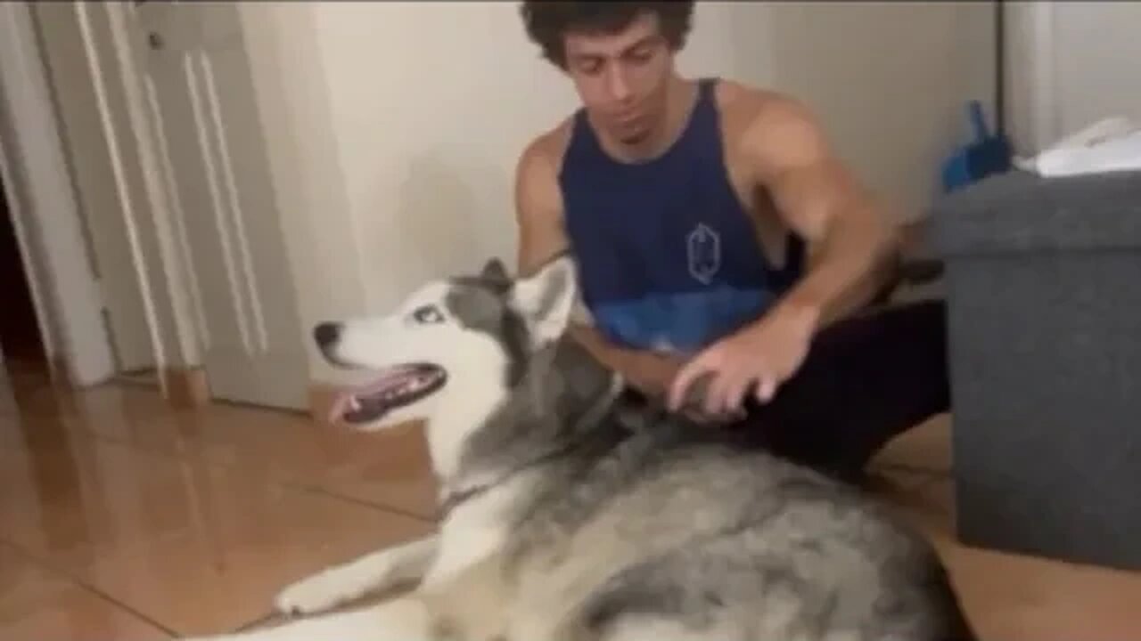 Brushing Bobby Husky until he's at maximum swag