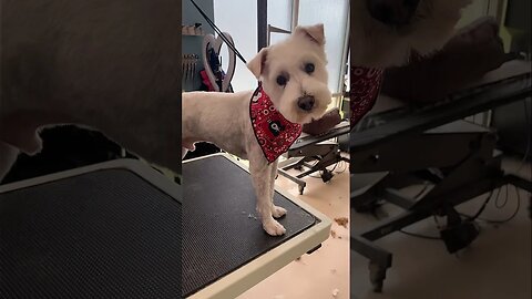 A Teddy Bear Schnauzer?