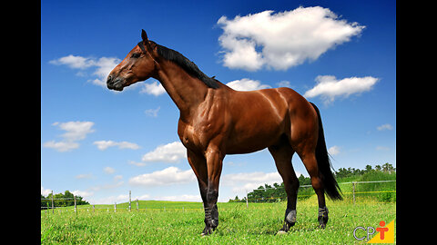 A Lição do Cavalo