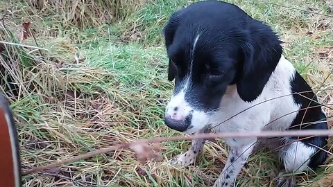 Poppy's 1st Propper Woodcock Retrieve