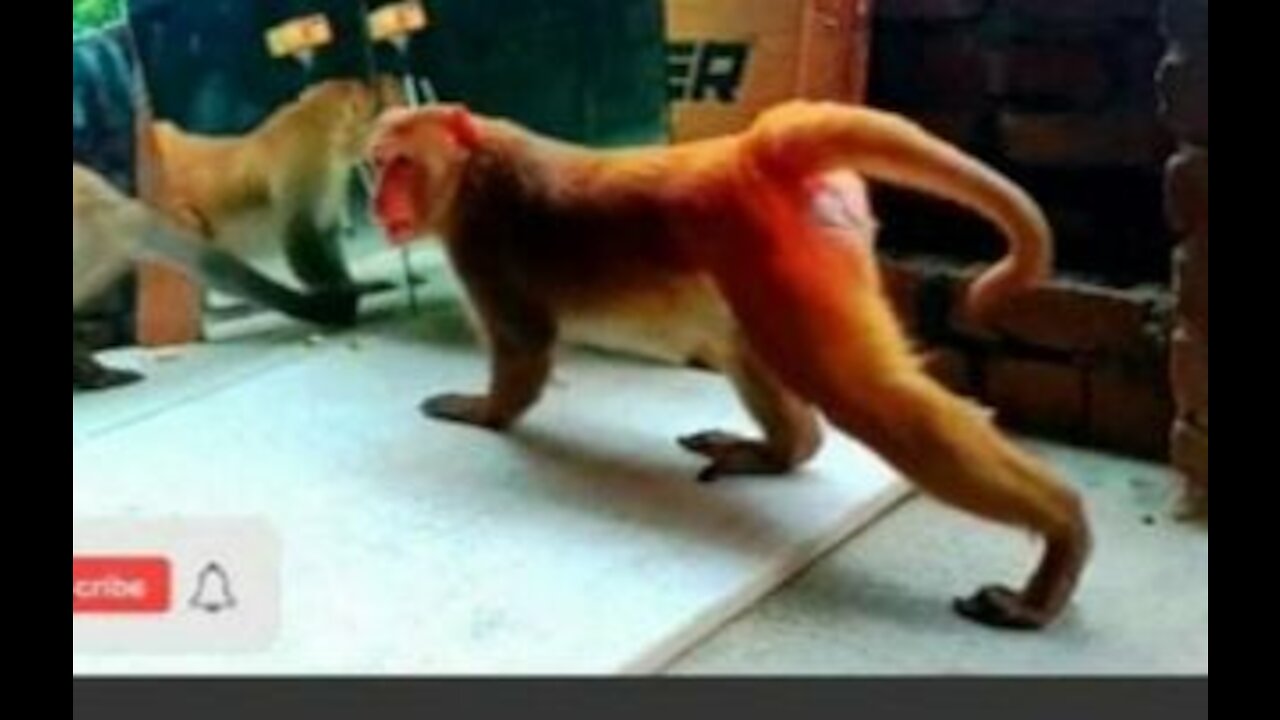 Mirror vs Monkeys Pranks