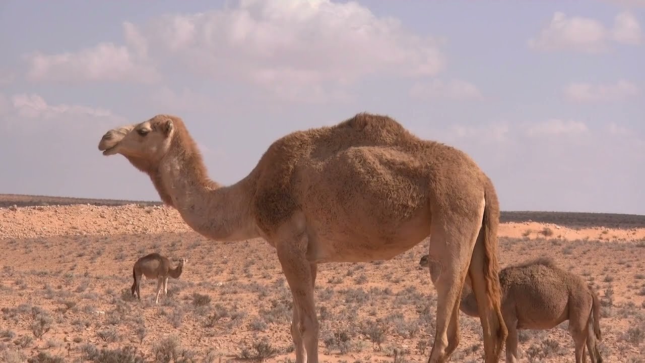 Cute Camel Behavior - Animal