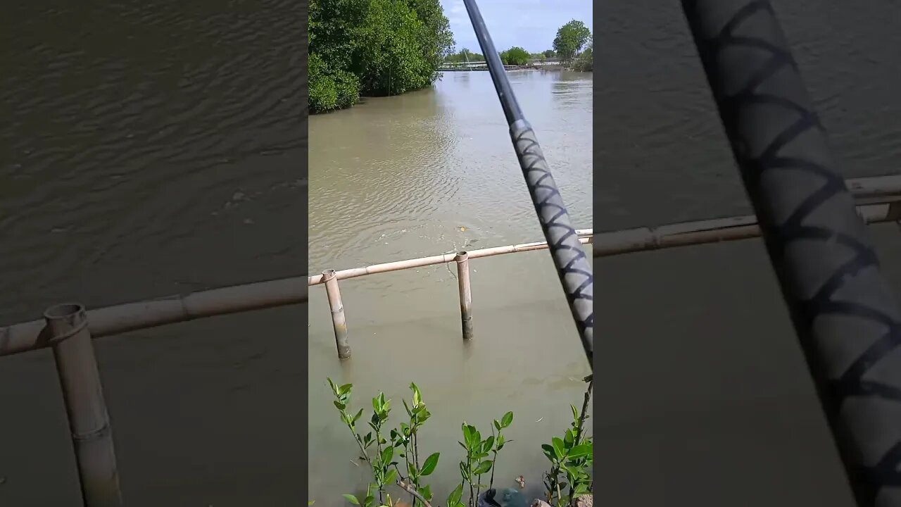 Perlawanan Barramundi