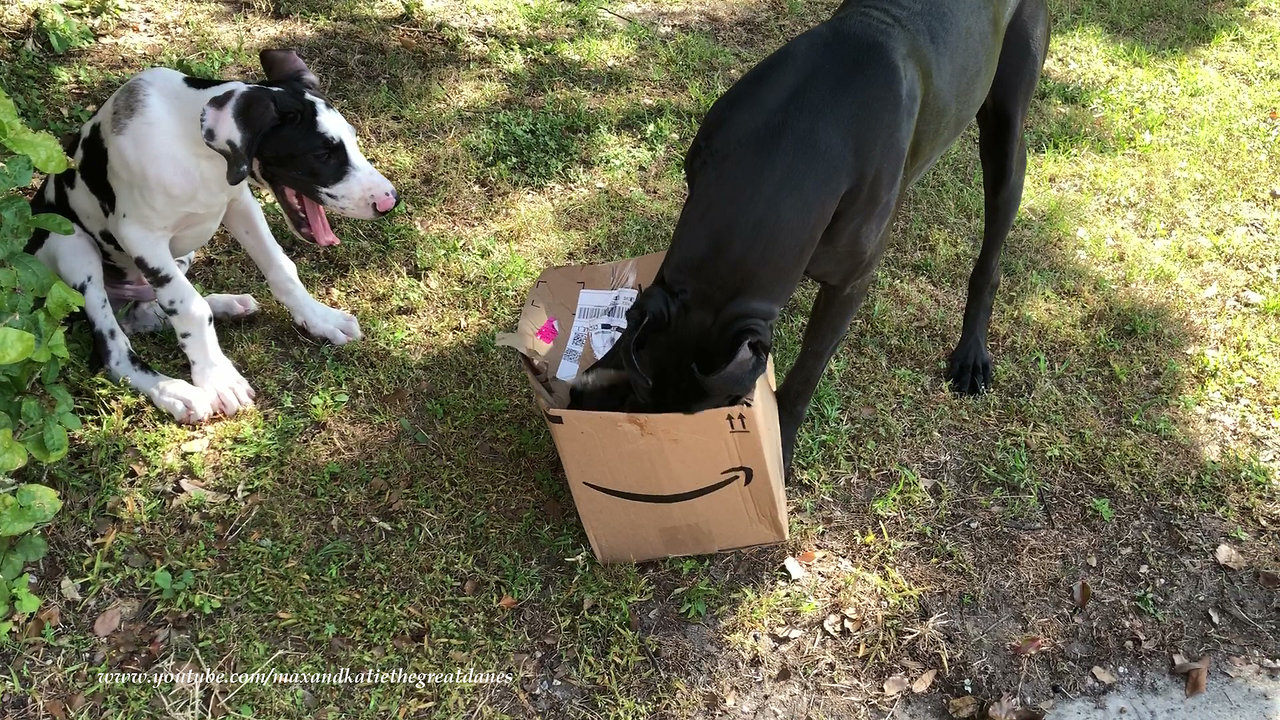 Excited Great Dane and Puppy Open Box With New Jolly Ball