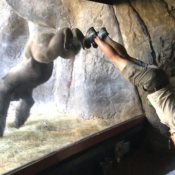 Caretaker Performs Hilarious Trick With Gorilla
