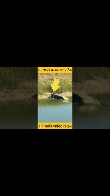 Crocodile Attack Cobra Pe Ad Boar Magazine Fohmar #cobra #magar #shorts #animals #nature #lion