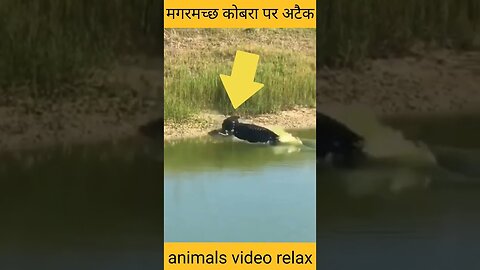 Crocodile Attack Cobra Pe Ad Boar Magazine Fohmar #cobra #magar #shorts #animals #nature #lion