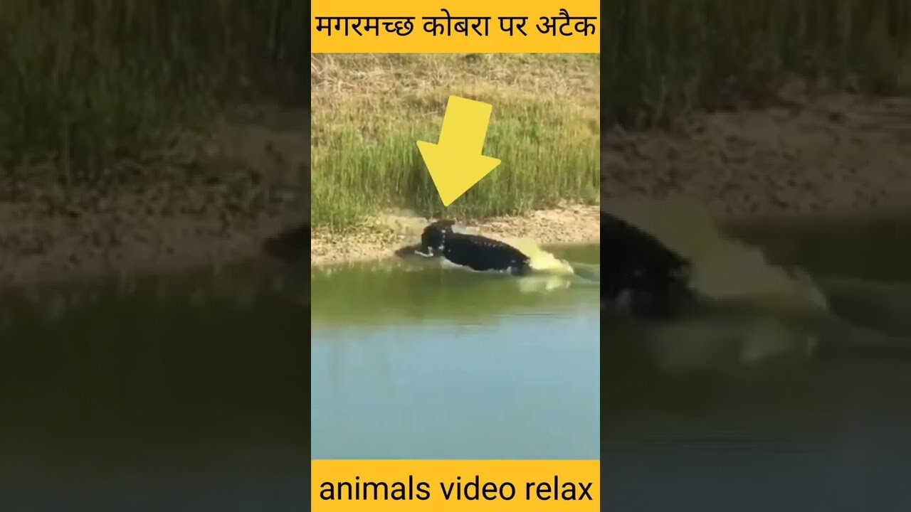 Crocodile Attack Cobra Pe Ad Boar Magazine Fohmar #cobra #magar #shorts #animals #nature #lion
