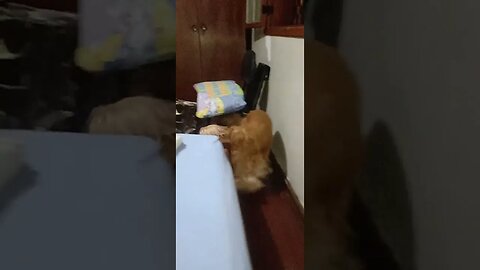 #dogshow , #animals , #dogs , #shorts