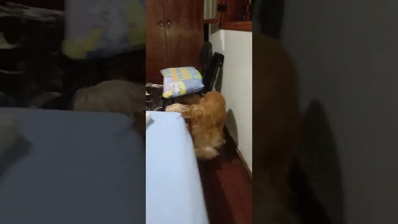 #dogshow , #animals , #dogs , #shorts