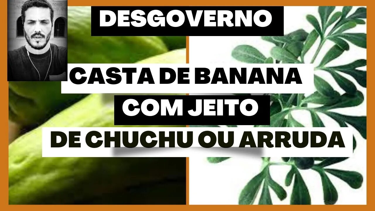 CASCA DE BANANA COM JEITO DE CHUCHU OU ARRUDA