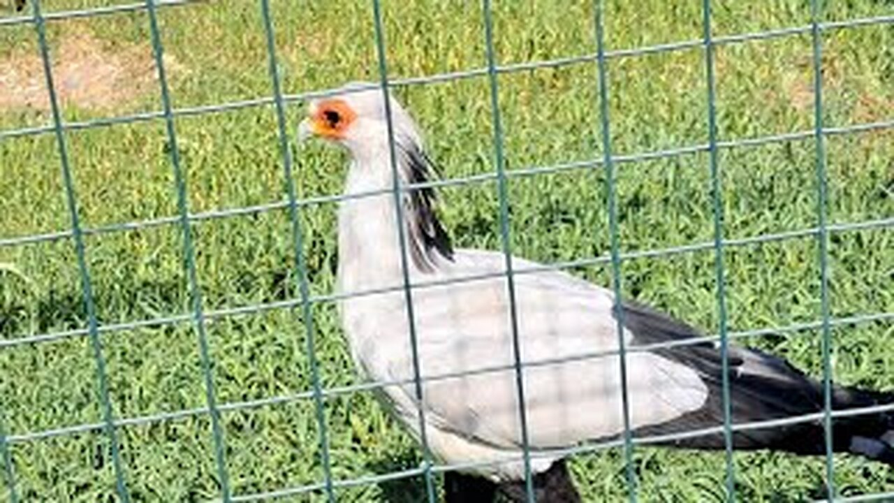 World of Cutest Birds 🐦 🐦‍⬛ 😘 |Angry Birds 🐦 🐦‍⬛