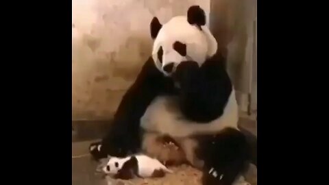 Startled Panda!!