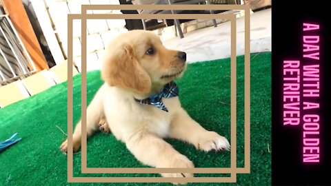 Cute baby golden retriever playing all day