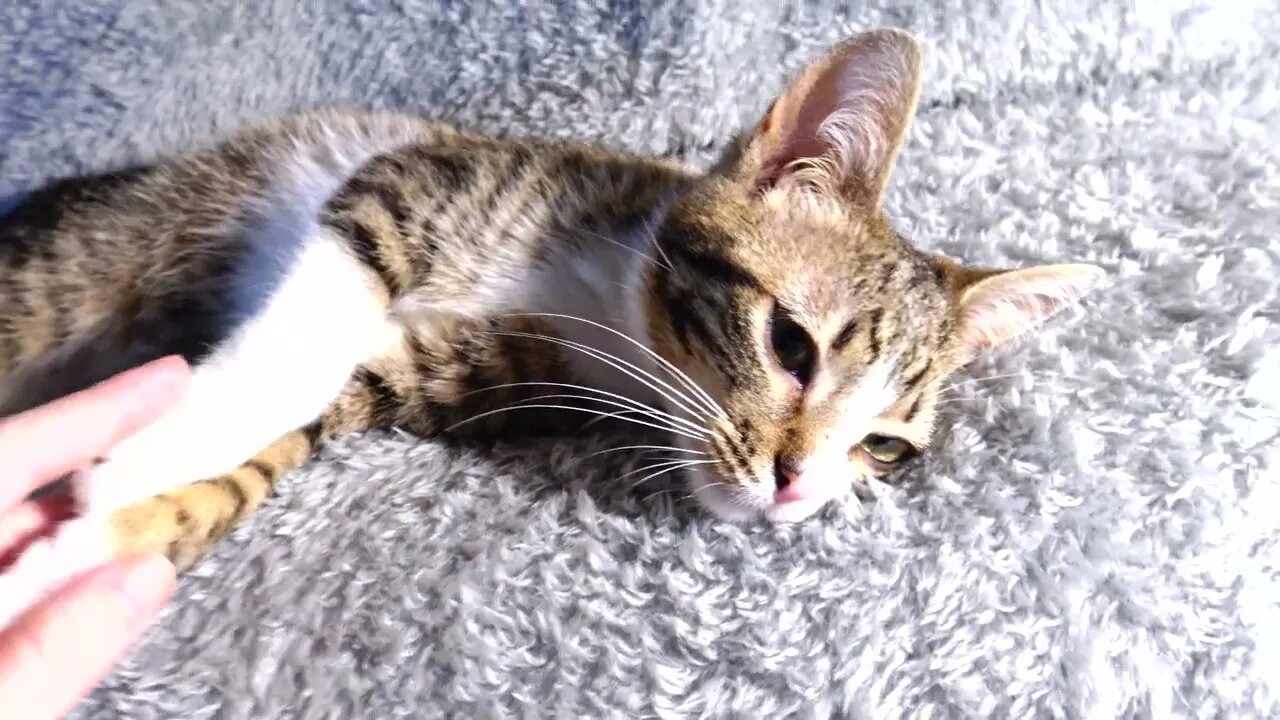 Kitten Rudolph Purrs and Grooms Himself