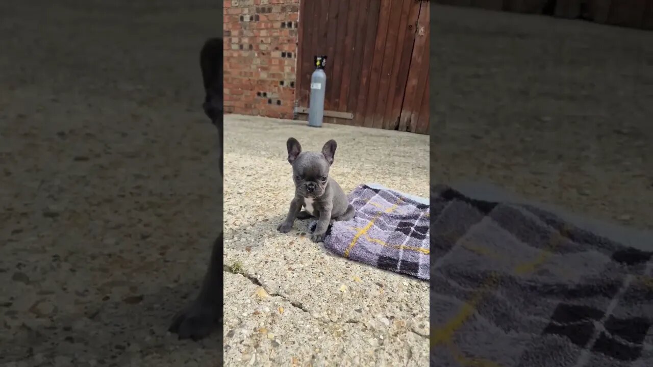 confident young female frenchie #subscribe #dogbreed #foryou