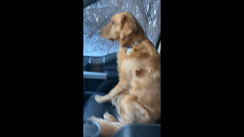 Dog looks betrayed when he realizes he’s at the vet😂😂