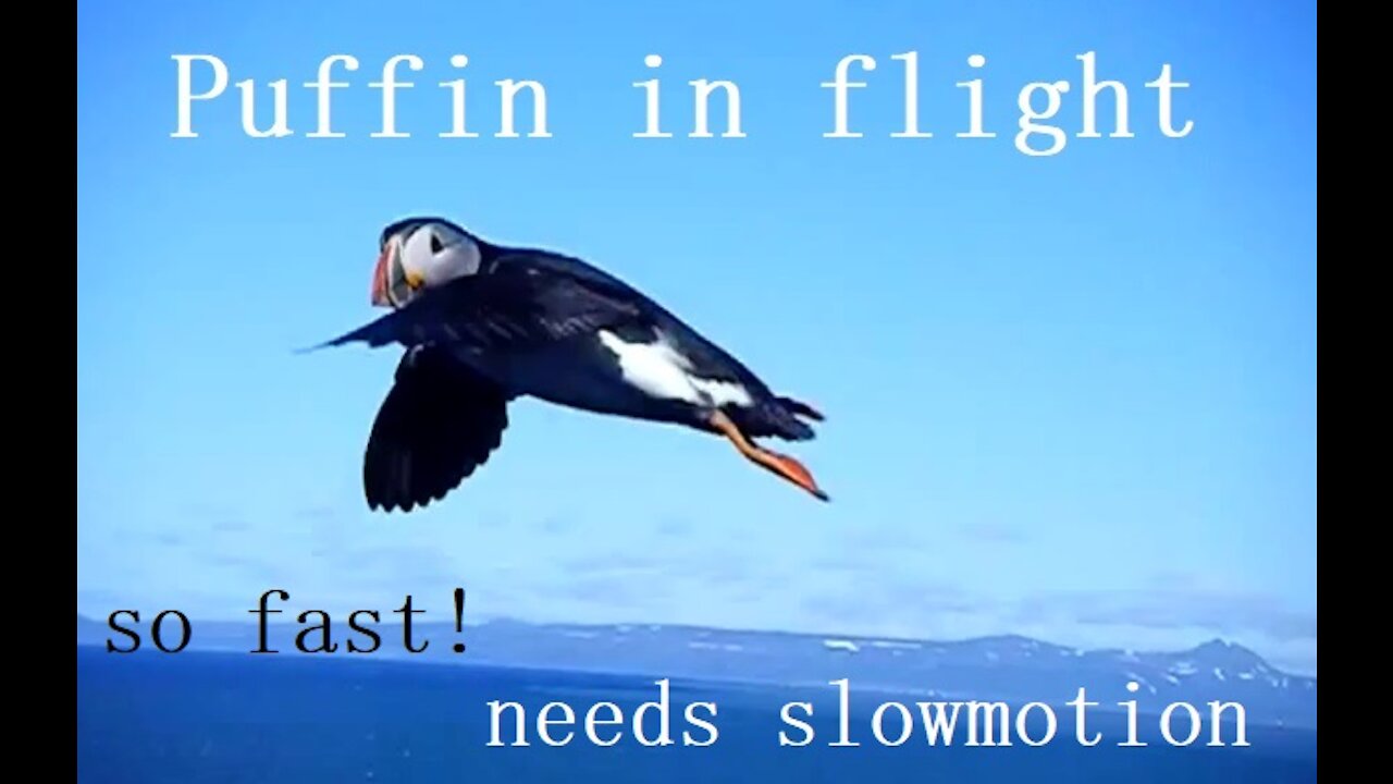 Puffin in flight looking at the camera in Iceland