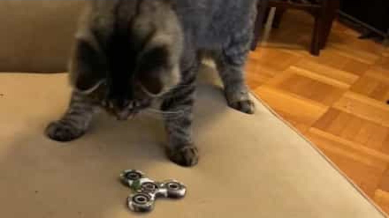 Gatas reagem a fidget spinner pela primeira vez!