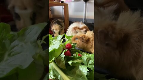 Guinea pigs are fast eaters