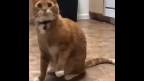 PLAYING CAT VIDEO MEAWWW