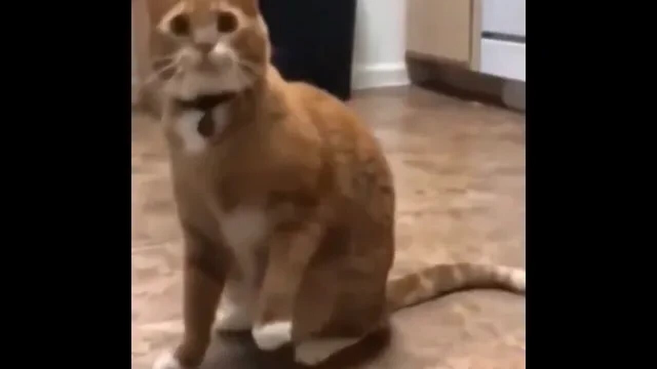 PLAYING CAT VIDEO MEAWWW