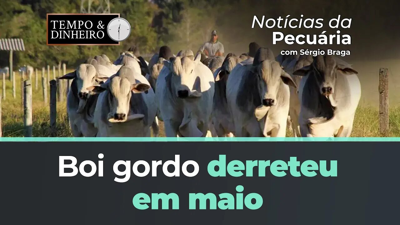 Boi gordo derreteu em maio e agora mira o mês de junho sem muita expectativa