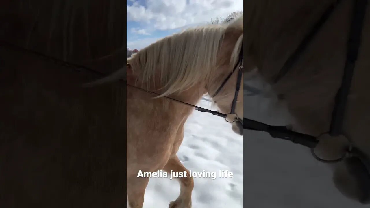 No matter what the weather is she loves it. #viral #horse #equestrian #horseriding #youtubeshorts