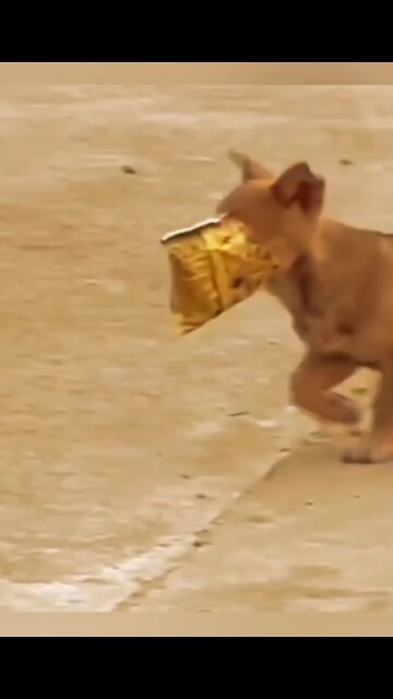 Plastic Wrapper stuck on puppy face 🥺😭