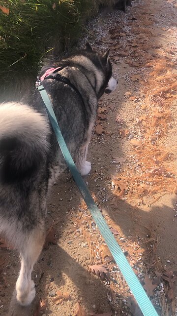 Monday Oct 28, Something is happening keep your eyes open.