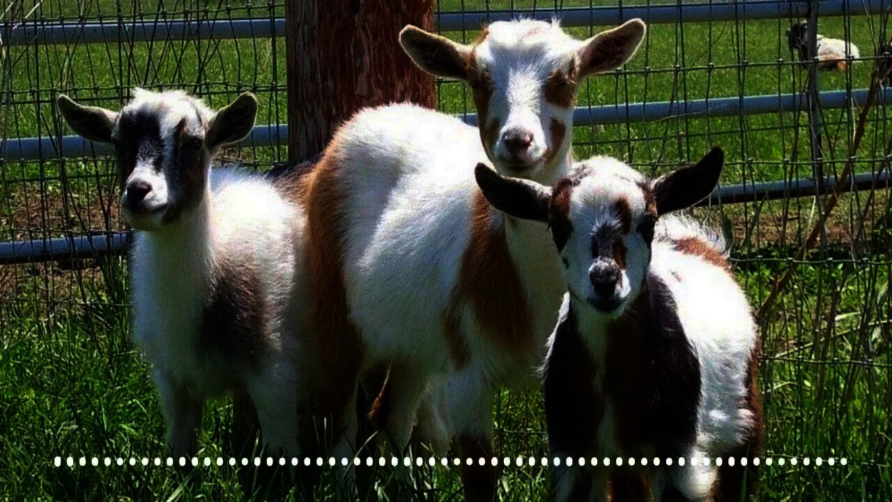 Nigerian goat lawsuit