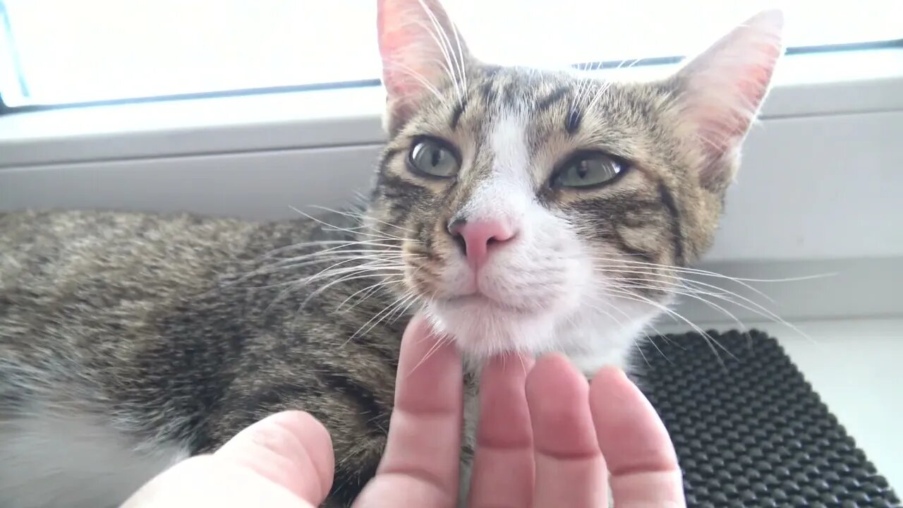 Kitten Points His Whiskers Forwards when His Chin Is Scratched