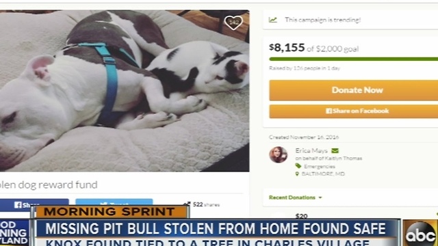 Missing pitbull stolen from home found safe