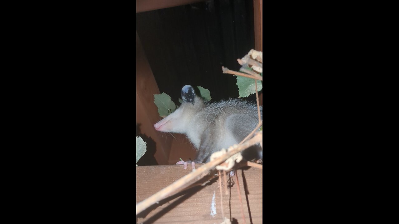 Possum eating grapes