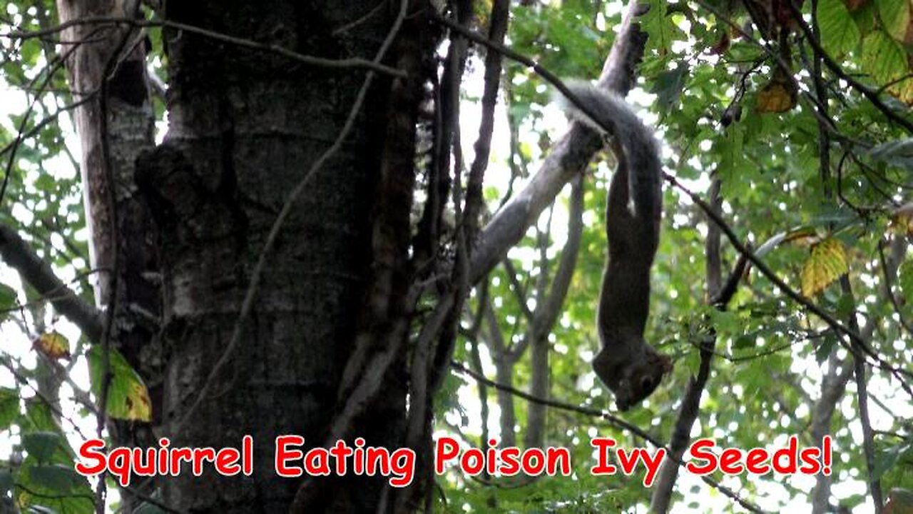 A Squirrel Eating Poison Ivy Seeds!