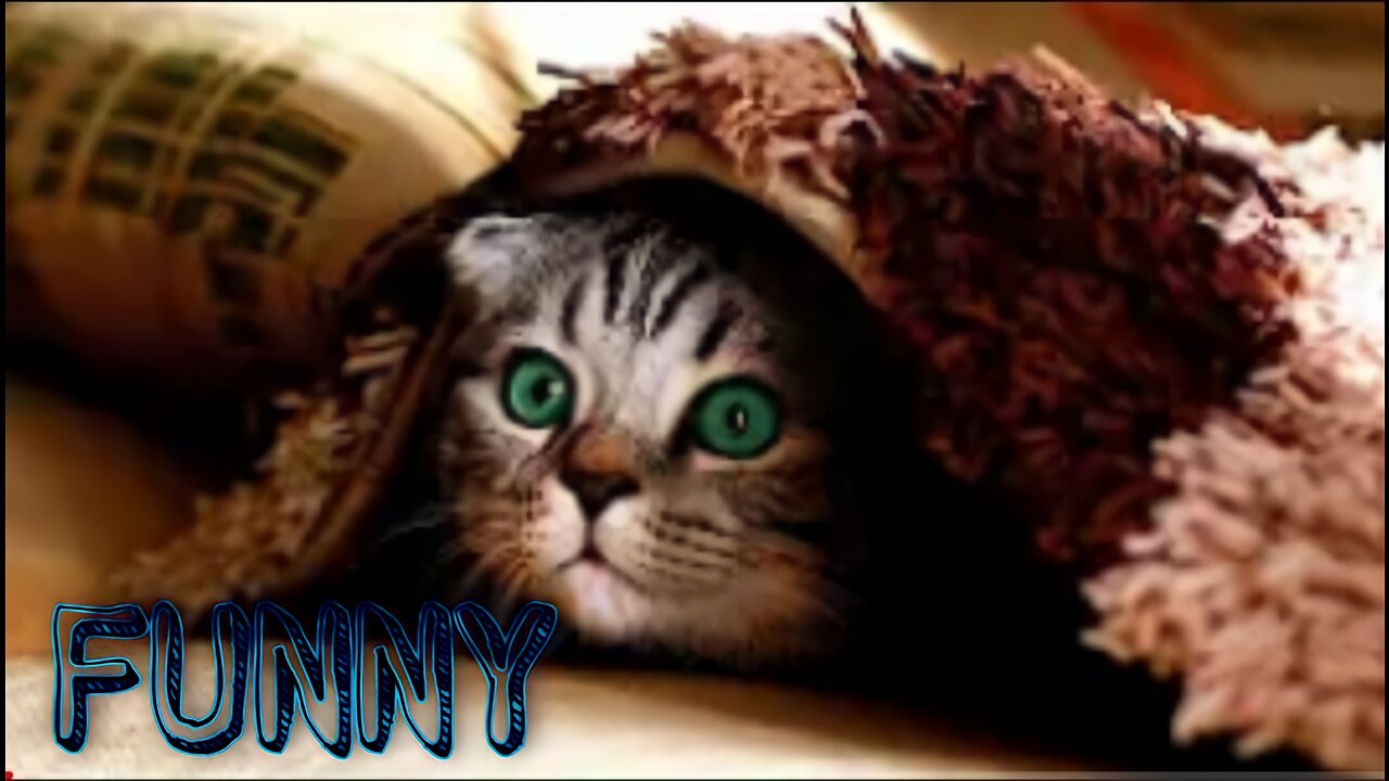 Pets funny animals video