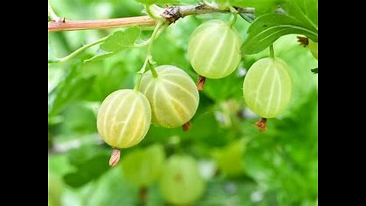 The Top 10 Health Benefits of This Tropical Wonder: The Barbados Gooseberry