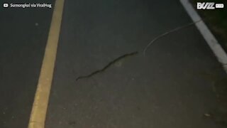 Il tente de toucher un serpent et se fait attaquer