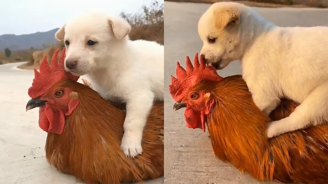 Puppy vs hen fight funny video