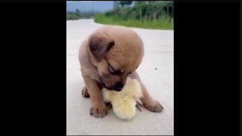 A Puppy And A Chic Falling Asleep