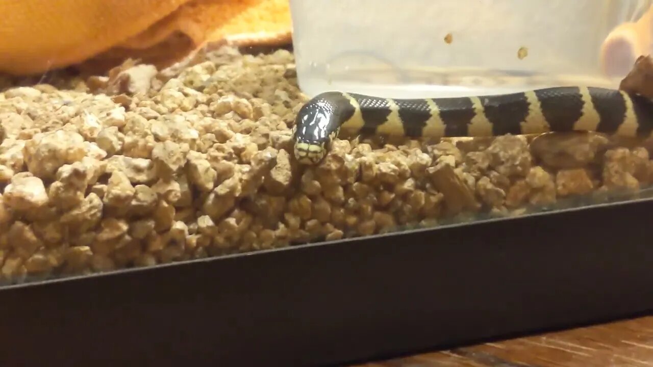 "Leslie" my new BABY King Snake gets a NEW HOUSE! -- p2