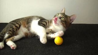 Kitten Plays with the Yellow Ball