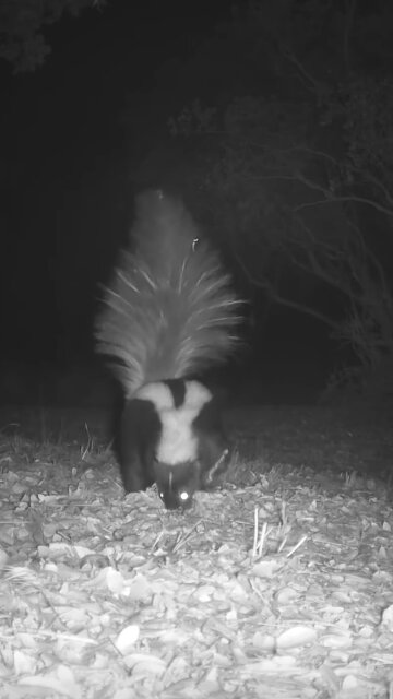 Striped Skunk 🦨 Midnight Marauder